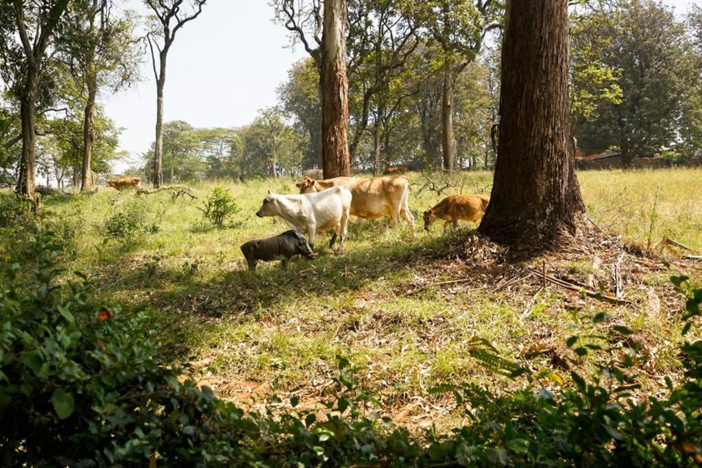 The Kenyan River Cottage Найроби Экстерьер фото